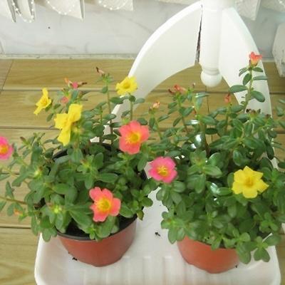 기타화초 사진