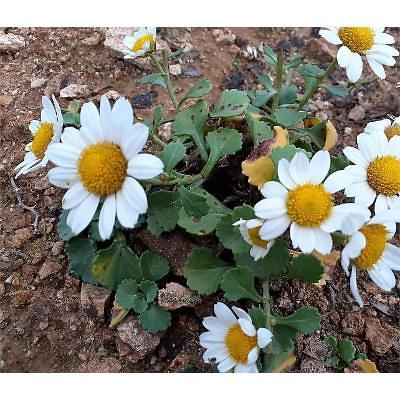 기타화초 사진