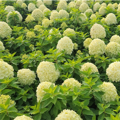 조경용수목 사진