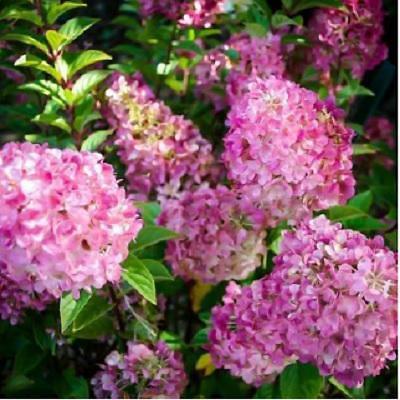 조경용수목 사진