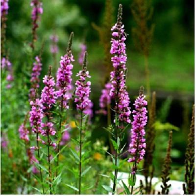기타화초 사진