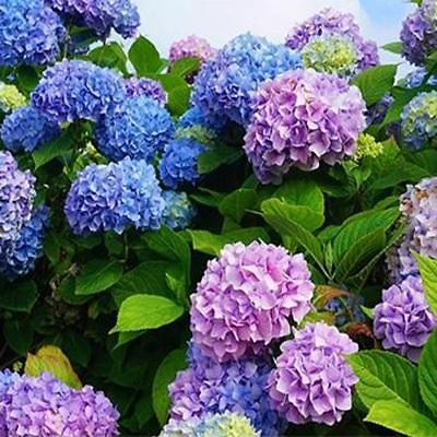 조경용수목 사진
