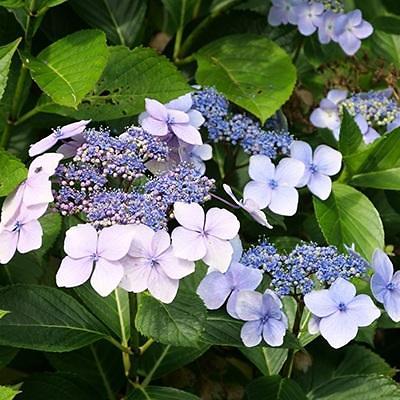 조경용수목 사진