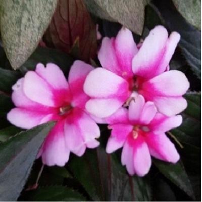 기타화초 사진