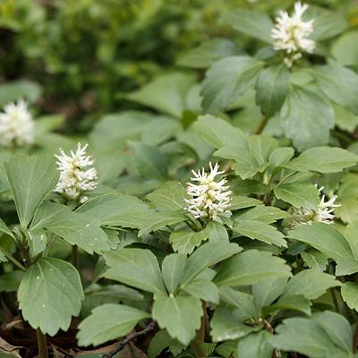 기타화초 제품의 1번째 사진 썸네일