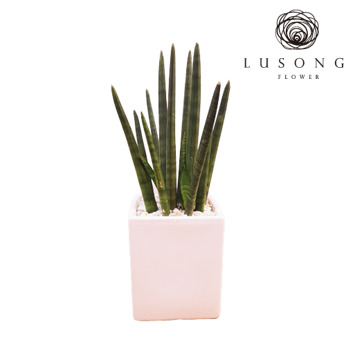 [꽃랜드] 파릇 관엽식물 사진