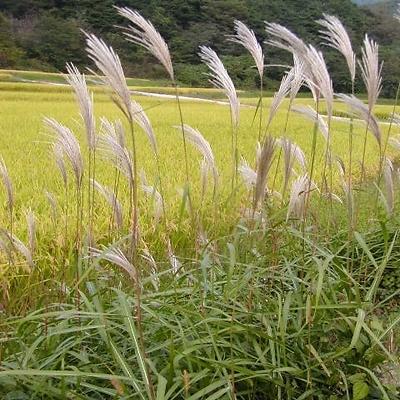 기타화초 사진