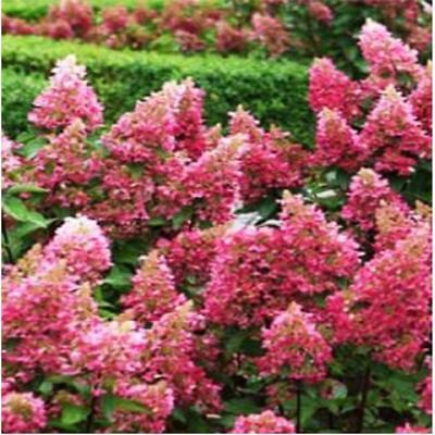 조경용수목 사진