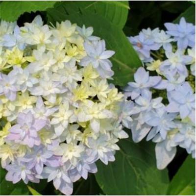 조경용수목 사진