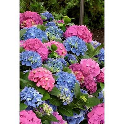 조경용수목 사진