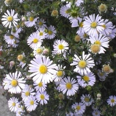 기타화초 사진